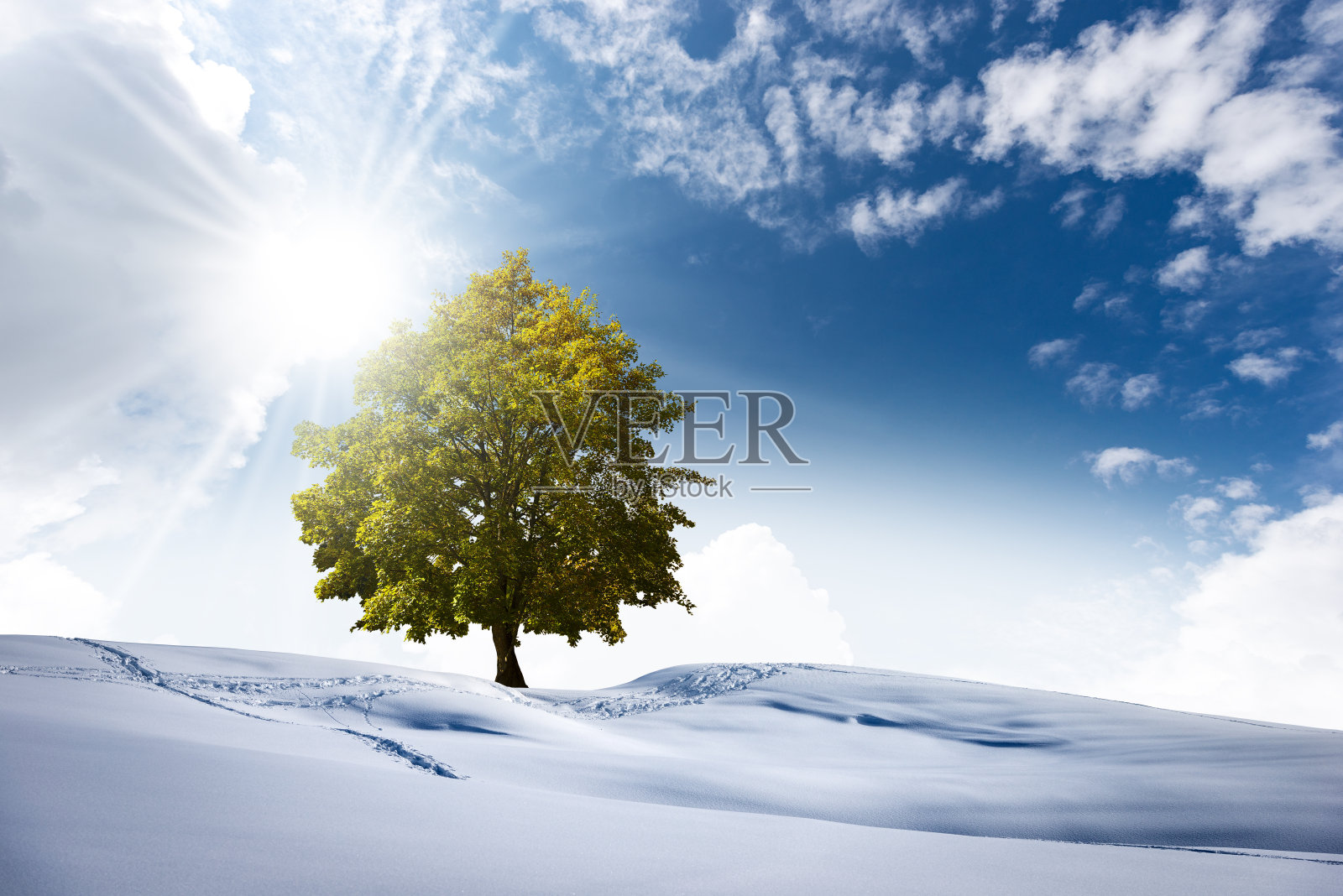 绿色树木的冬季景观-气候变化的概念照片摄影图片