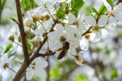 白梅花里的蜜蜂。红李变种摄影图片