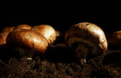 在农场种植棕冠菇。摄影图片