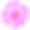 粉红色菊花花孤立在白色背景素材图片