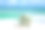 佛罗里达白色沙滩上的热带海贝素材图片