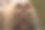 近距离看，拉布拉多的棕色鼻子素材图片