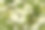 德国茶洋甘菊(洋甘菊)在草地上的花素材图片