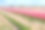 春天的田野里有五颜六色的郁金香素材图片