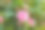 粉红色的山茶花，绿叶素材图片