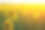 田野上盛开的向日葵在一个背景日落素材图片