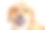 快乐的脸特写金毛猎犬混合狗素材图片