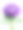 白色背景上的单朵紫色菊花素材图片