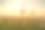 一个蒲公英在日出的特写素材图片
