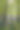 英国山毛榉林里的风铃草和阳光素材图片