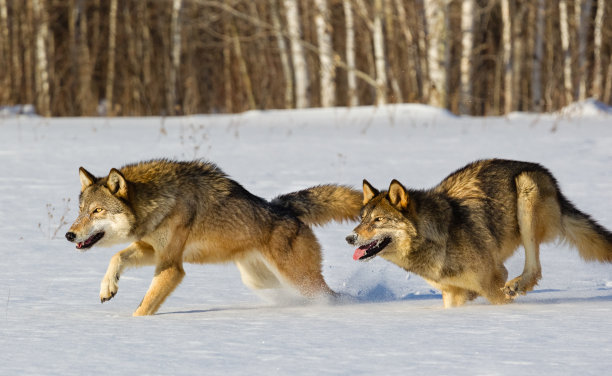 奔跑的狼霸气图片