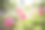 色彩斑斓的天竺葵素材图片