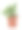 白色背景上的番茄幼苗素材图片