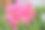 在夏天盛开的天竺葵花瓣呈粉红色素材图片