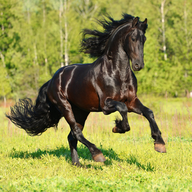 黑马在自由中奔跑图片下载
