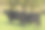 草地上的两头黑色安格斯牛素材图片