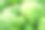 一堆绿色的卷心莴苣素材图片