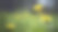 抽象摄影——雨天的草地。黄色的蒲公英覆盖着雨滴。素材图片