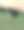 黑色安格斯奶牛在牧场日落-垂直素材图片