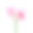 香叶天竺葵属植物的花素材图片