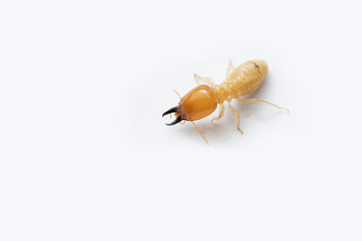白蚁的触角图片图片