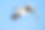 飞行中的西伯利亚鹤(白鹤)素材图片
