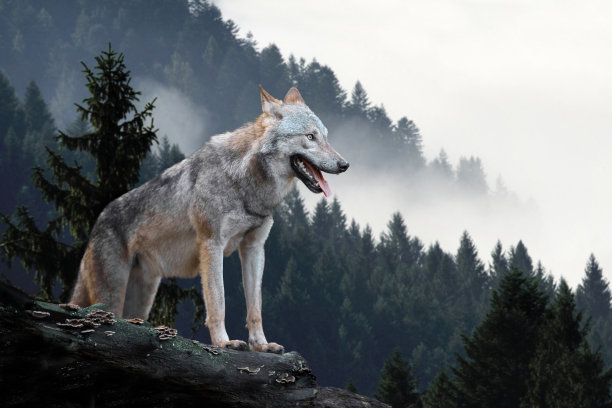 狼图片 高清狼图片大全 正版狼图片素材下载 Veer图库