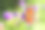 英国坎布里亚郡的湖区恩纳代尔，彩色孔雀蝴蝶在矢车菊花上。素材图片