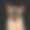 棕色缅甸猫孤立在黑色背景素材图片
