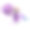 束薰衣草。玻璃罐里的干薰衣草花瓣。水彩手绘插图上孤立的白色背景。素材图片