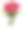 一束美丽的红玫瑰插在花瓶里，孤立在白色的背景上素材图片