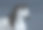 灰色长鬃毛的安达卢西亚马在乌云密布的天空中运动。素材图片