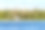 多瑙河三角洲的白鹈鹕素材图片