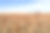 堪萨斯州的高粱田素材图片