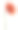 非洲菊花(非洲菊)橙色，孤立在白色背景上素材图片