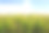 田间准备收获的甘蔗——绿油油的田野，蔚蓝的天空素材图片