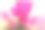 粉红色蝴蝶兰花。素材图片