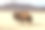 蒙古西部沙漠中的骆驼。素材图片