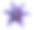 紫罗兰百合花在白色孤立的背景与修剪路径没有阴影。用于设计，纹理，边框，框架，背景。特写镜头。大自然。素材图片
