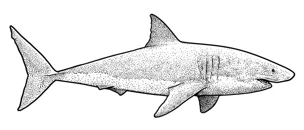 线描大白鲨图片