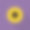 向日葵图标与长阴影在紫色的背景，扁平的设计风格素材图片