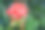 红色天竺葵花素材图片
