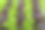绿红莴苣幼苗，春季栽培素材图片