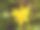 close up黄色生长的春天漂亮的花地板绿草-毛茛ficaria L.小白屈菜素材图片