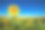 近距离观看向日葵盛开的田野在一个晴朗的日子与晴朗的天空。素材图片