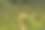 深红色沼泽滑翔机, Trithemis sp, Libelluloideaÿ, Agumbe ARRSC, 卡纳塔克邦, 印度素材图片