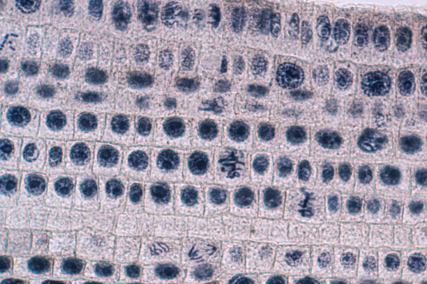 洋葱根尖细胞结构图片