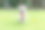 快乐的小狗狗在操场绿色的院子里奔跑素材图片