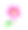 蔷薇，孤立的粉红色蜀葵，在白色背景上。植物的详细说明素材图片