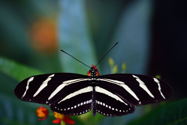 一种黑白相间的条纹蝴蝶,一种heliconius charithonia或斑马,张开翅膀
